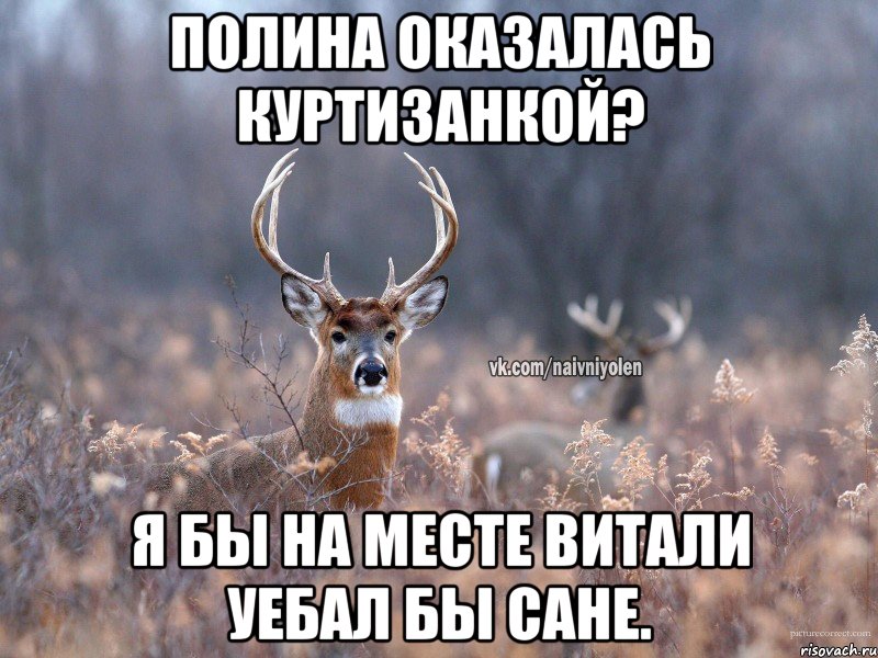 Полина оказалась куртизанкой? Я бы на месте витали уебал бы сане., Мем   Наивный олень