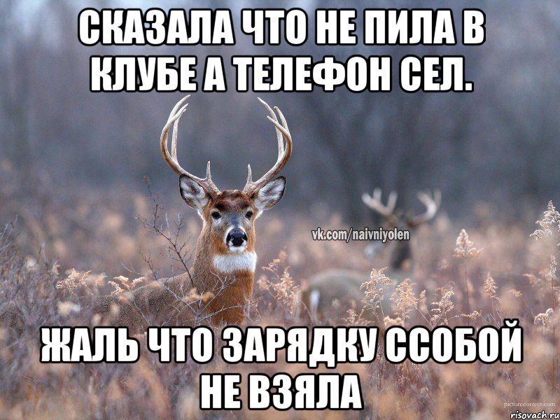 Сказала что не пила в клубе а телефон сел. Жаль что зарядку ссобой не взяла, Мем   Наивный олень