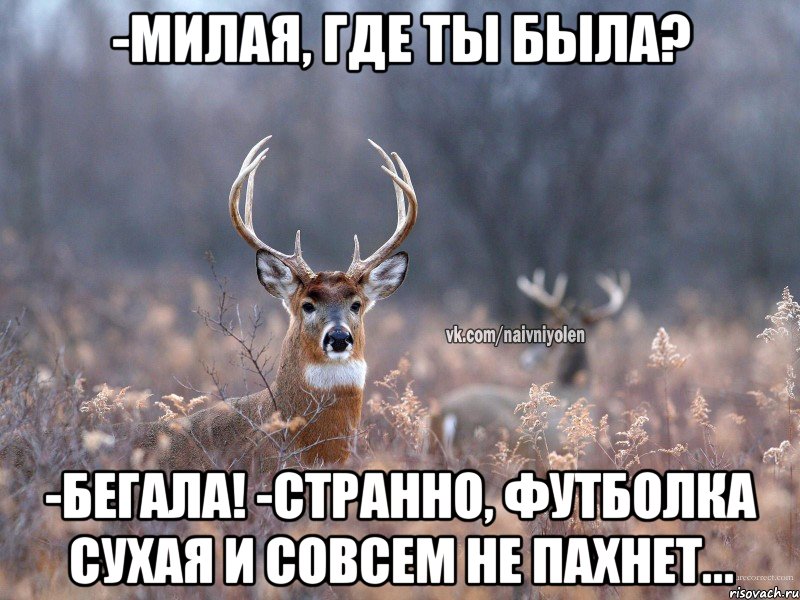 -Милая, где ты была? -Бегала! -Странно, футболка сухая и совсем не пахнет..., Мем   Наивный олень