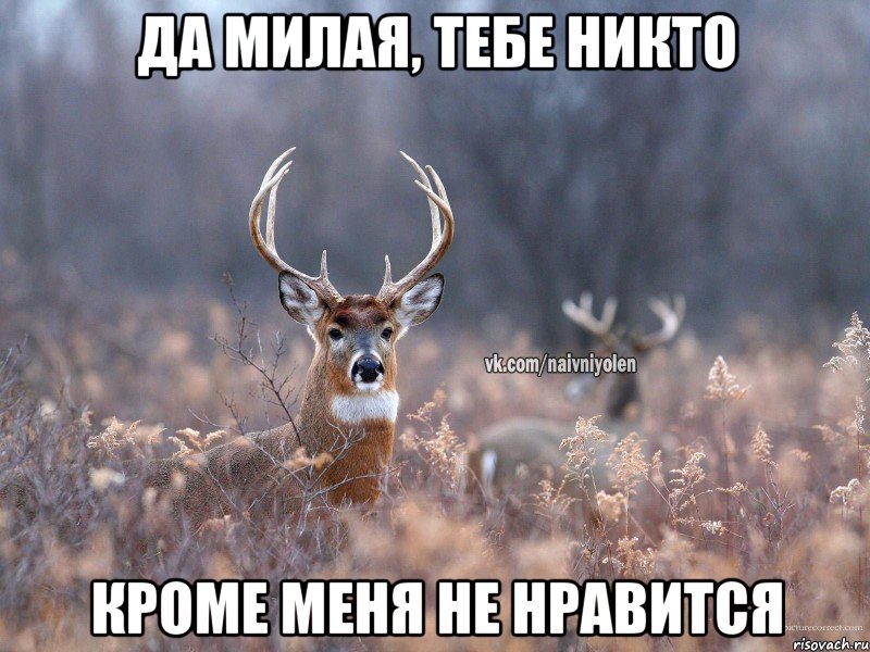 Да милая, тебе никто кроме меня не нравится, Мем   Наивный олень