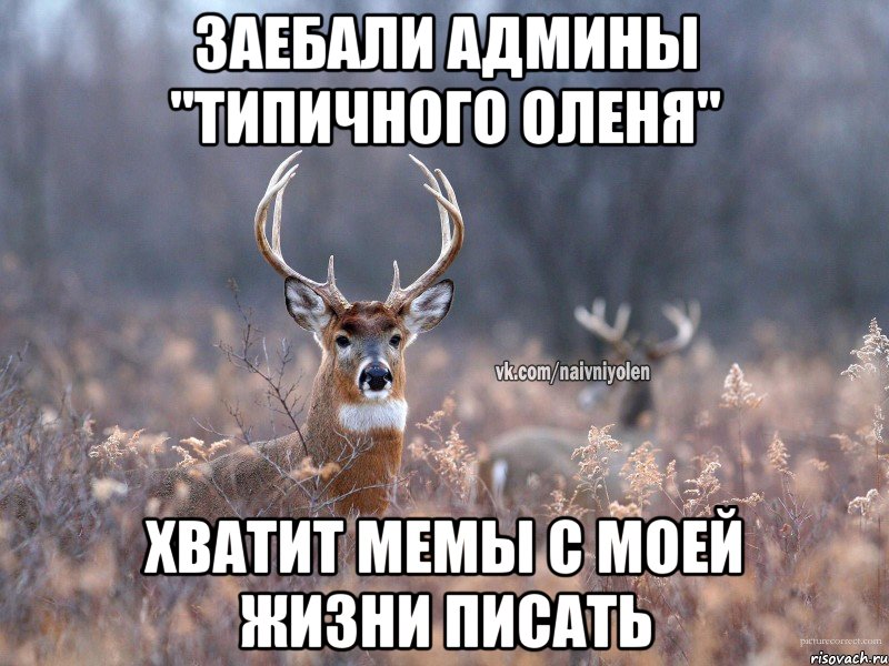 Заебали админы "Типичного Оленя" Хватит мемы с моей жизни писать, Мем   Наивный олень