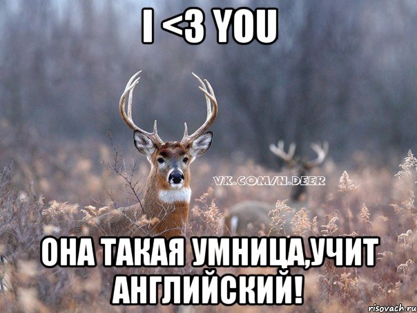 I <3 you Она такая умница,учит английский!, Мем   Наивный олень