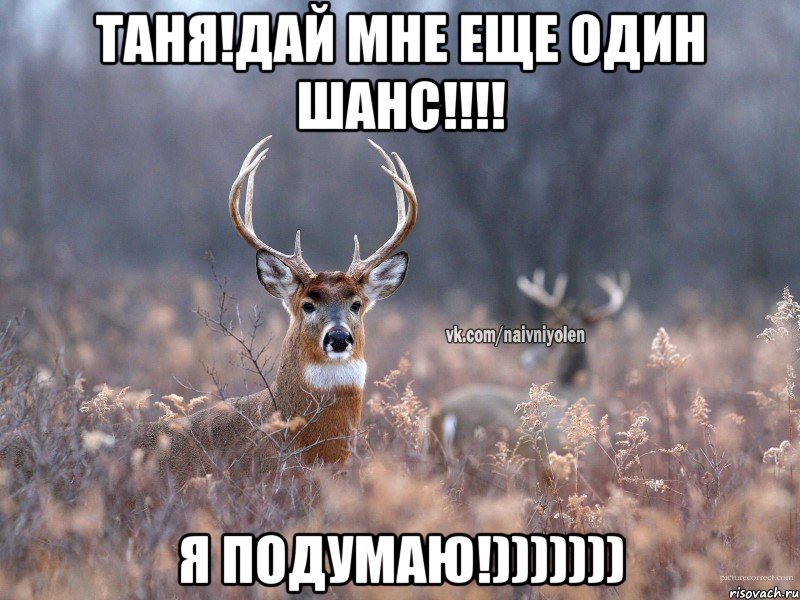 Таня!Дай мне еще один шанс!!!! я подумаю!))))))), Мем   Наивный олень