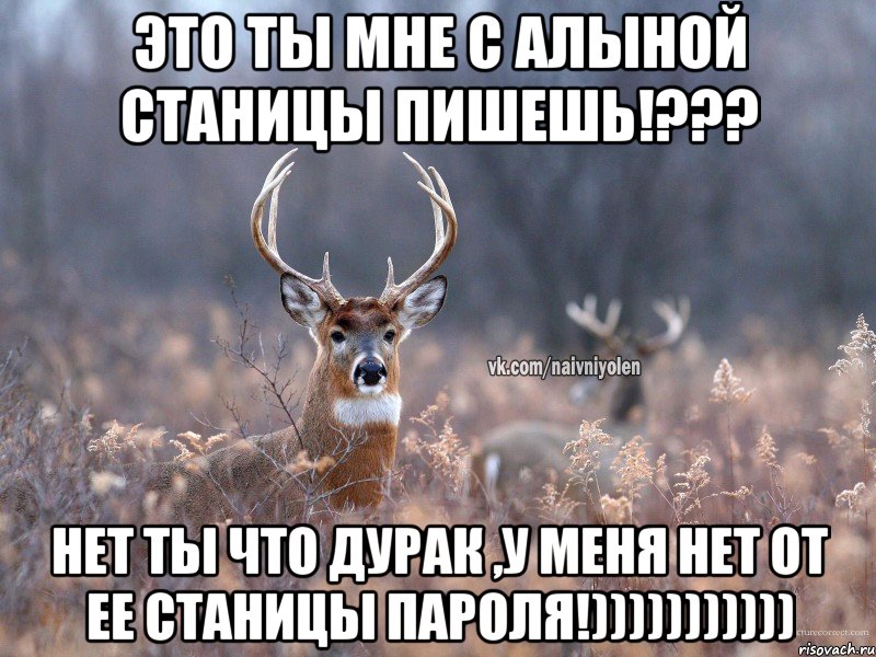 Это ты мне с Алыной станицы пишешь!??? Нет ты что дурак ,у меня нет от ее станицы пароля!))))))))))), Мем   Наивный олень