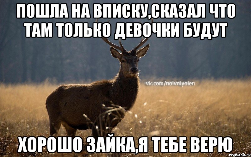 Пошла на вписку,сказал что там только девочки будут Хорошо зайка,я тебе верю, Мем Наивный Олень vk2