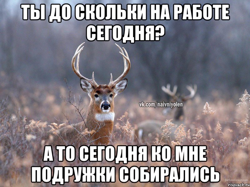 ты до скольки на работе сегодня? а то сегодня ко мне подружки собирались, Мем   Наивный олень