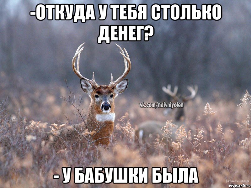 -Откуда у тебя столько денег? - У бабушки была, Мем   Наивный олень