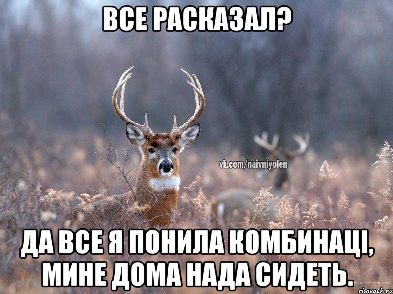 все расказал? да все я понила комбинаці, мине дома нада сидеть., Мем   Наивный олень