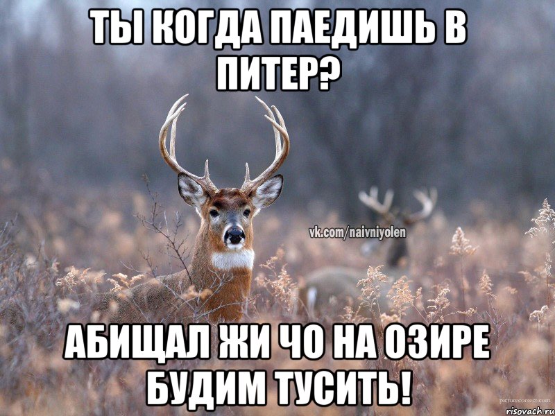 тЫ КОГДА ПАЕДИШЬ В ПИТЕР? АБИЩАЛ ЖИ ЧО НА ОЗИРЕ БУДИМ ТУСИТЬ!, Мем   Наивный олень