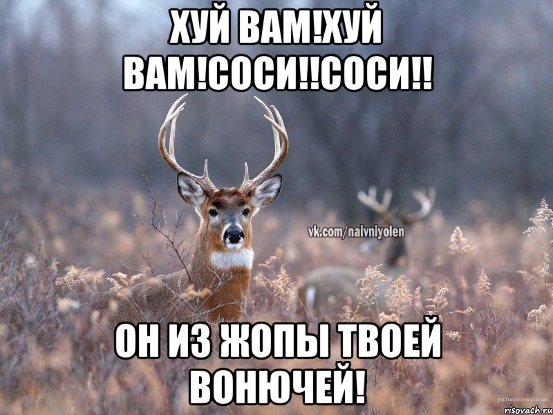 Хуй вам!Хуй вам!соси!!соси!! он из жопы твоей вонючей!, Мем   Наивный олень