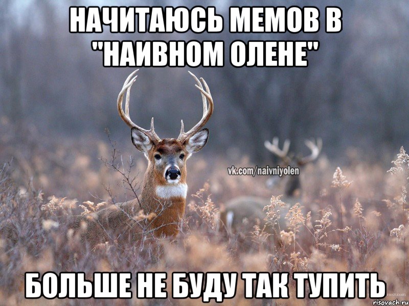 начитаюсь мемов в "наивном олене" больше не буду так тупить, Мем   Наивный олень