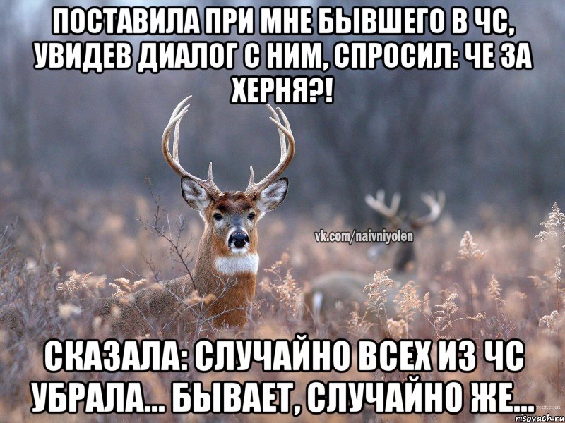 Поставила при мне бывшего в чс, увидев диалог с ним, спросил: че за херня?! Сказала: Случайно всех из чс убрала... Бывает, случайно же..., Мем   Наивный олень