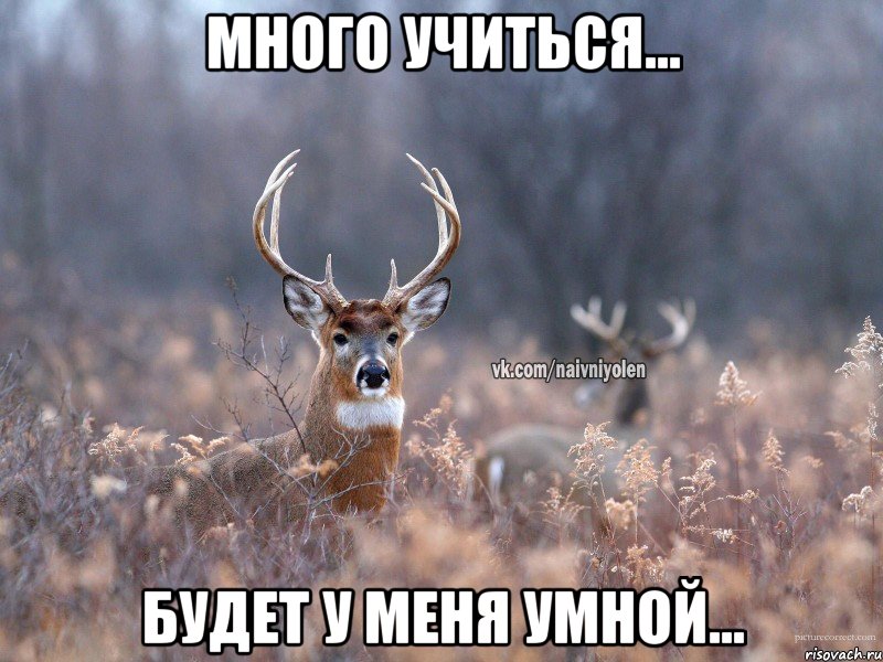 Много учиться... Будет у меня умной..., Мем   Наивный олень