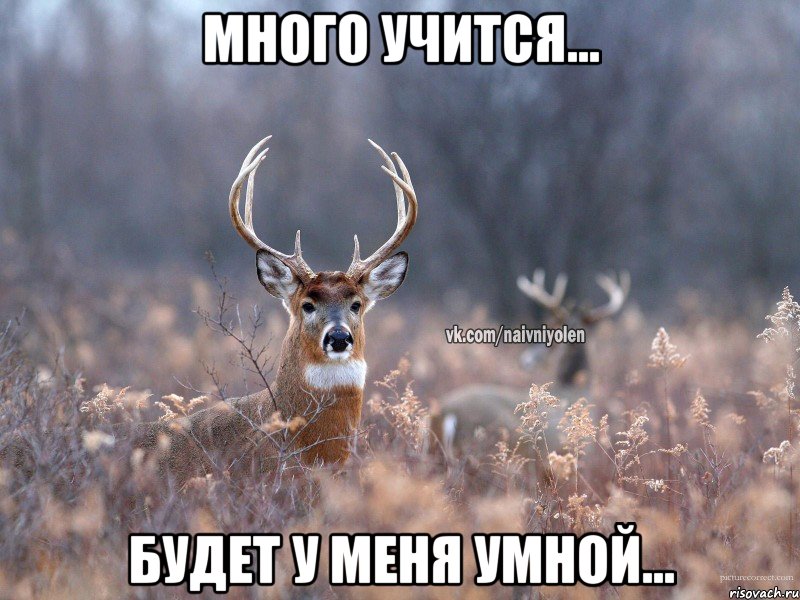 Много учится... Будет у меня умной..., Мем   Наивный олень