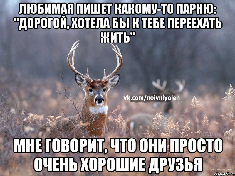 Любимая пишет какому-то парню: "Дорогой, хотела бы к тебе переехать жить" Мне говорит, что они просто очень хорошие друзья, Мем Наивный Олень vk