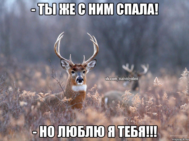 - ТЫ ЖЕ С НИМ СПАЛА! - НО ЛЮБЛЮ Я ТЕБЯ!!!, Мем   Наивный олень