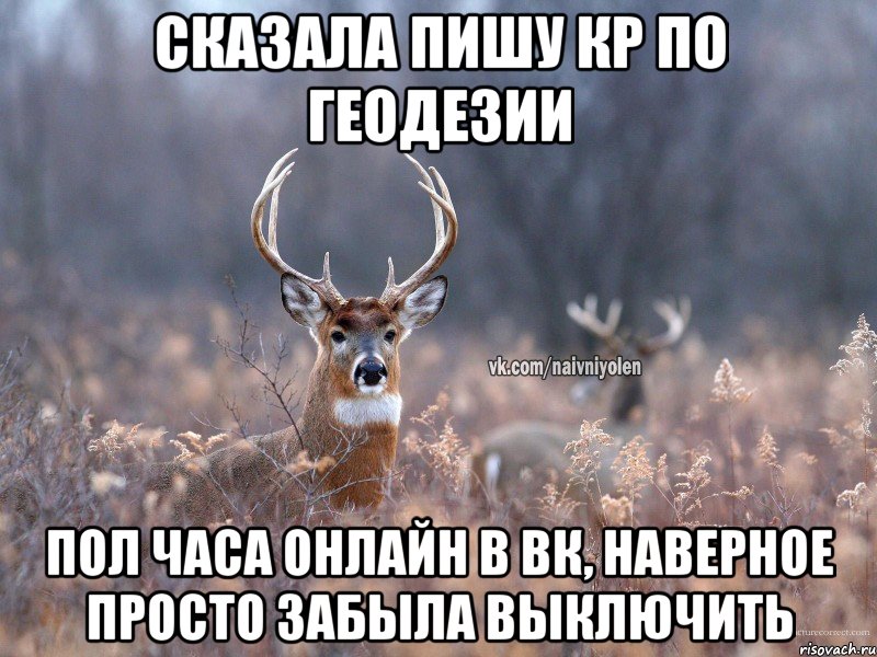 сказала пишу кр по геодезии пол часа онлайн в вк, наверное просто забыла выключить, Мем   Наивный олень