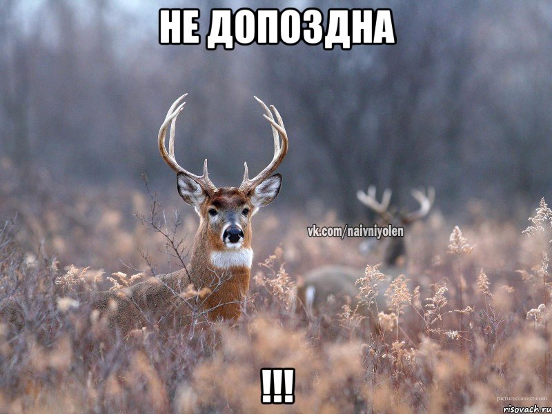 Не допоздна !!!, Мем   Наивный олень