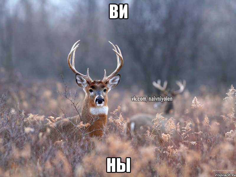 Ви Ны, Мем   Наивный олень