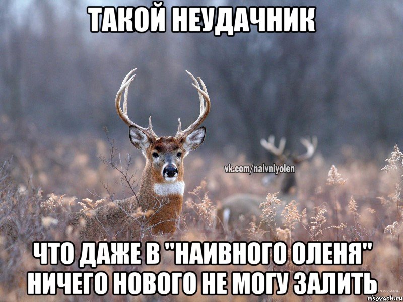 Такой неудачник Что даже в "Наивного оленя" ничего нового не могу залить, Мем   Наивный олень