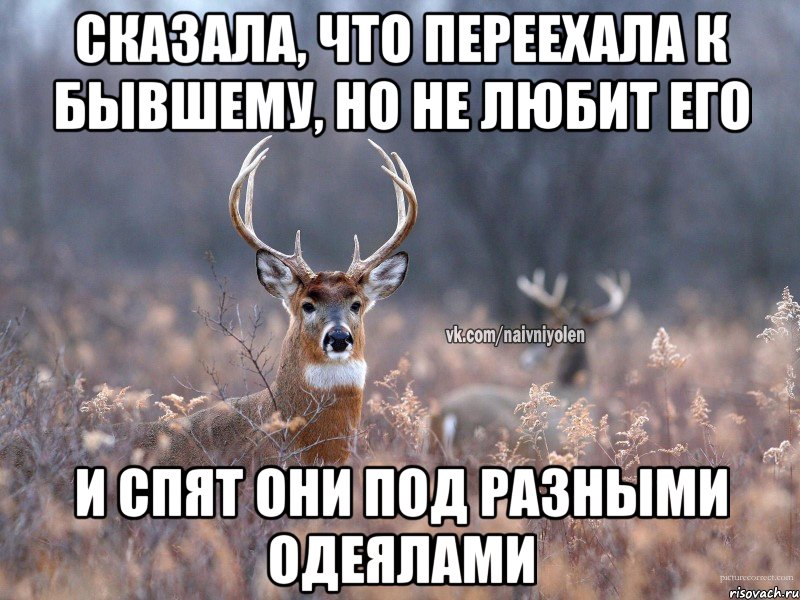 Сказала, что переехала к бывшему, но не любит его и спят они под разными одеялами, Мем   Наивный олень