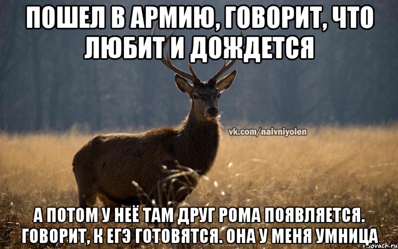 Пошел в армию, говорит, что любит и дождется А потом у неё там друг Рома появляется. Говорит, к ЕГЭ готовятся. Она у меня умница, Мем Наивный Олень vk2