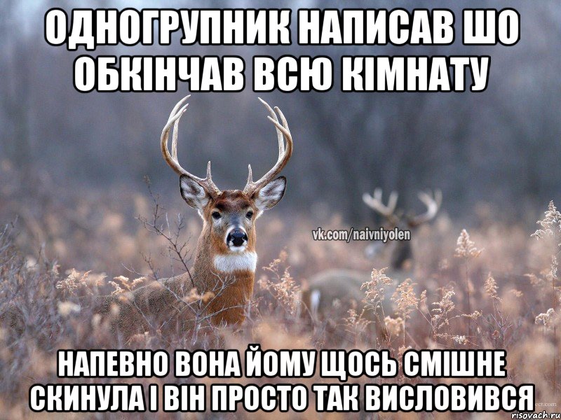 Одногрупник написав шо обкінчав всю кімнату напевно вона йому щось смішне скинула і він просто так висловився, Мем   Наивный олень