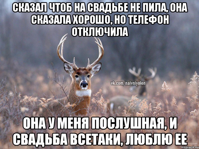 Сказал чтоб на свадьбе не пила, она сказала хорошо, но телефон отключила она у меня послушная, и свадьба всетаки, люблю ее, Мем   Наивный олень