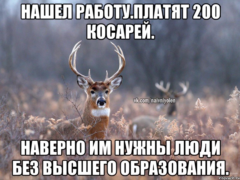 Нашел работу.Платят 200 косарей. Наверно им нужны люди без высшего образования., Мем   Наивный олень