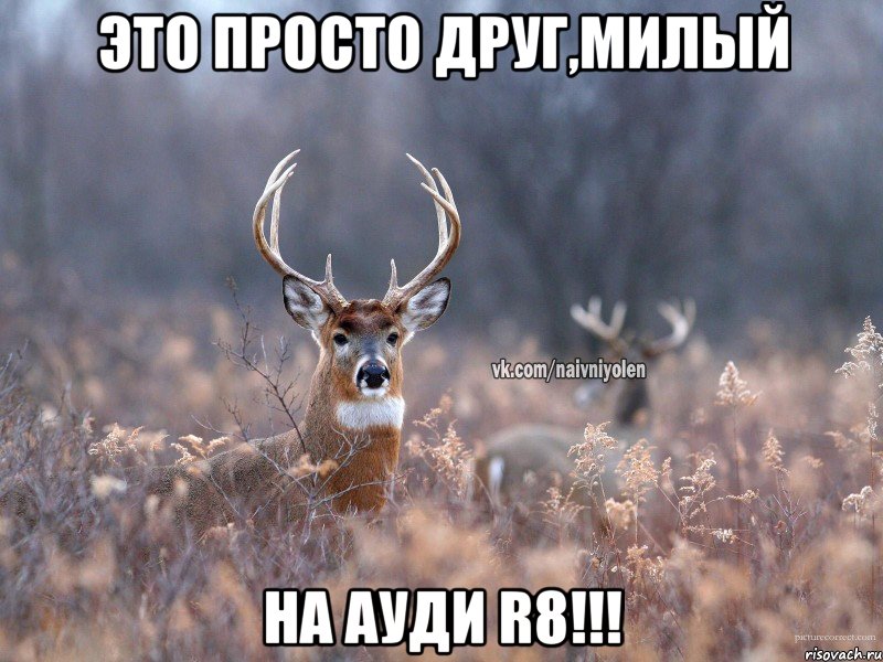 это просто друг,милый на ауди R8!!!, Мем   Наивный олень