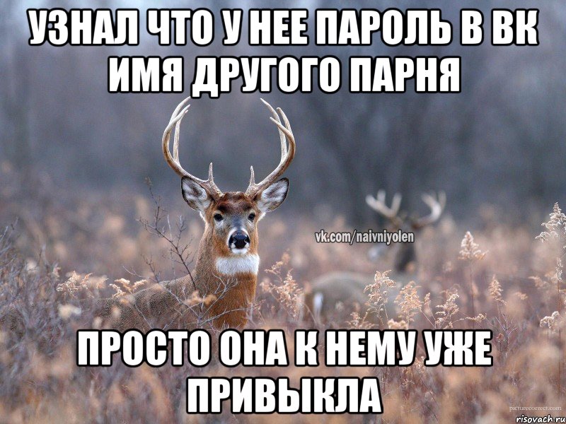 Узнал что у нее пароль в вк имя другого парня Просто она к нему уже привыкла, Мем   Наивный олень