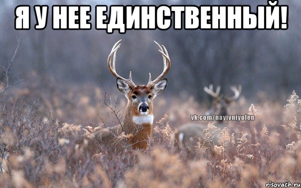 я у нее единственный! , Мем   Наивный олень