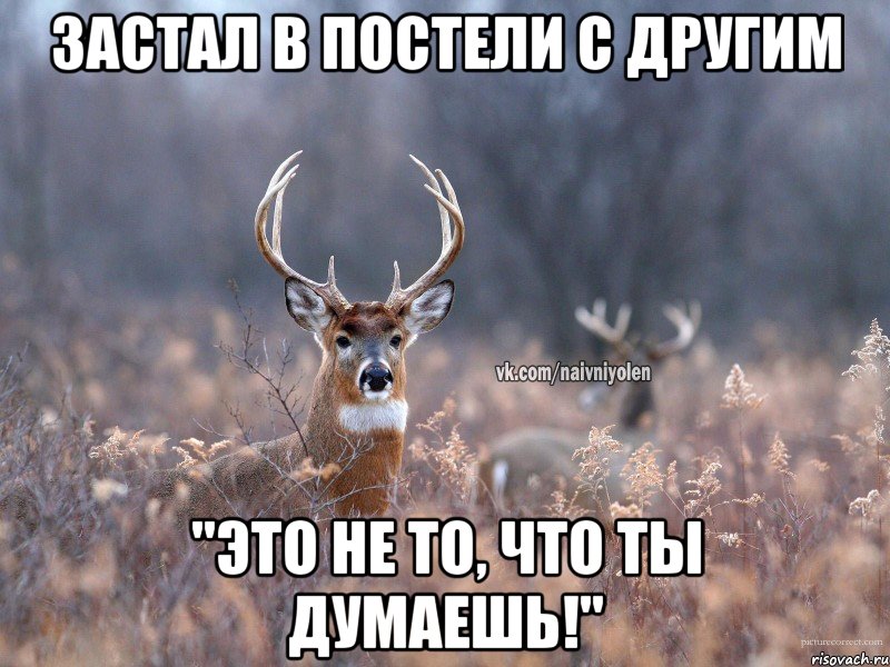 Застал в постели с другим "Это не то, что ты думаешь!", Мем   Наивный олень