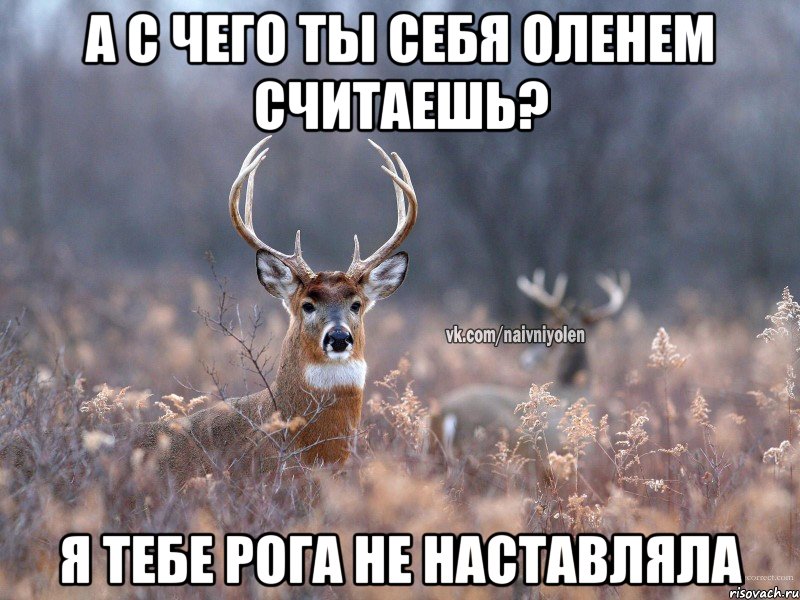 а с чего ты себя оленем считаешь? я тебе рога не наставляла, Мем   Наивный олень