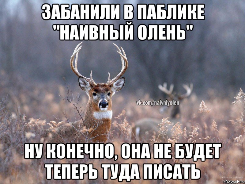 забанили в паблике "наивный олень" ну конечно, она не будет теперь туда писать, Мем   Наивный олень