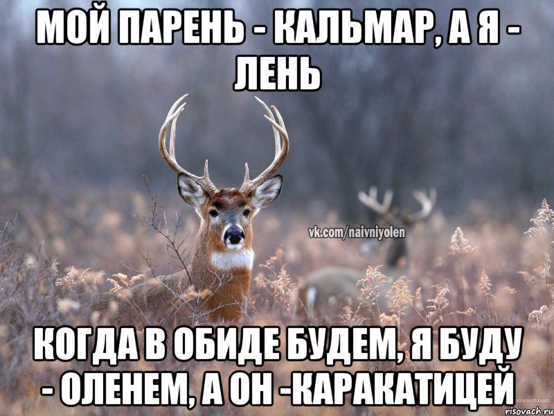 Мой парень - Кальмар, а я - Лень Когда в обиде будем, я буду - Оленем, а он -Каракатицей, Мем   Наивный олень