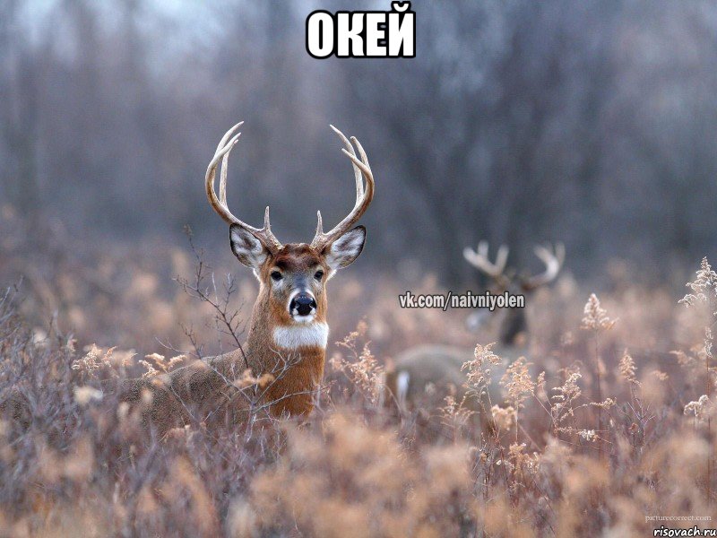 Окей , Мем   Наивный олень