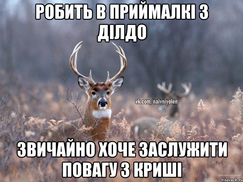 Робить в приймалкі з ділдо Звичайно хоче заслужити повагу з криші, Мем   Наивный олень