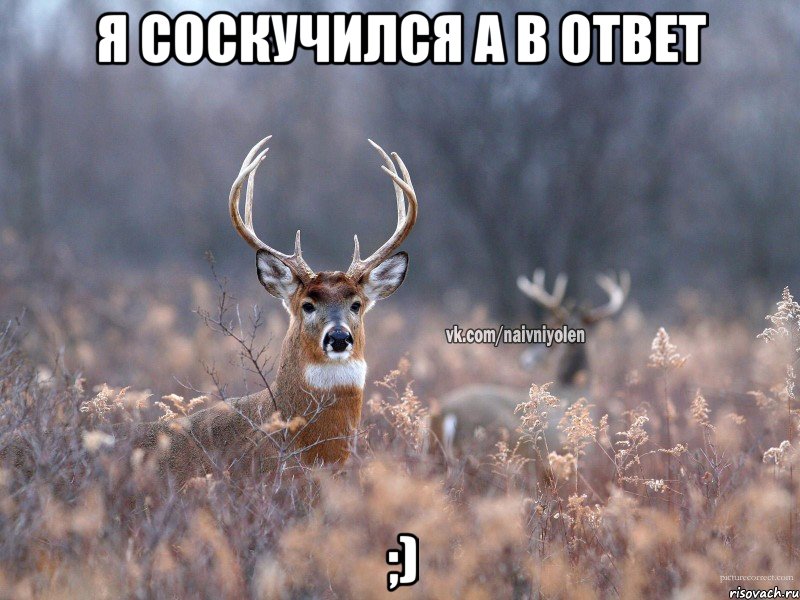 я соскучился а в ответ ;), Мем   Наивный олень