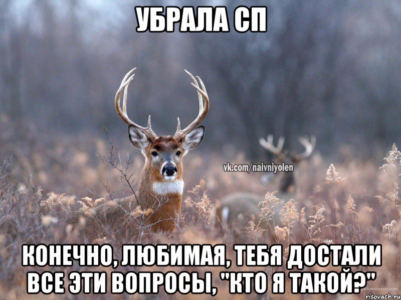 убрала сп конечно, любимая, тебя достали все эти вопросы, "кто я такой?", Мем   Наивный олень