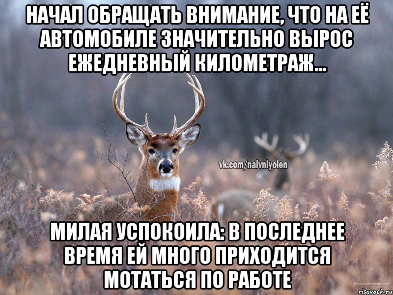 Начал обращать внимание, что на её автомобиле значительно вырос ежедневный километраж... Милая успокоила: в последнее время ей много приходится мотаться по работе, Мем   Наивный олень