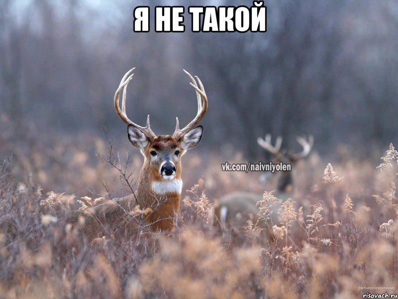 я не такой , Мем   Наивный олень