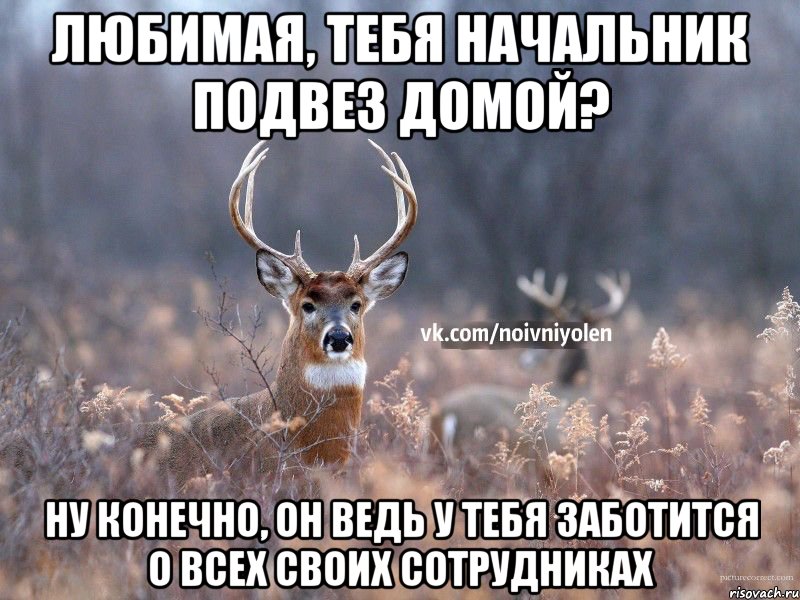 Любимая, тебя начальник подвез домой? Ну конечно, он ведь у тебя заботится о всех своих сотрудниках