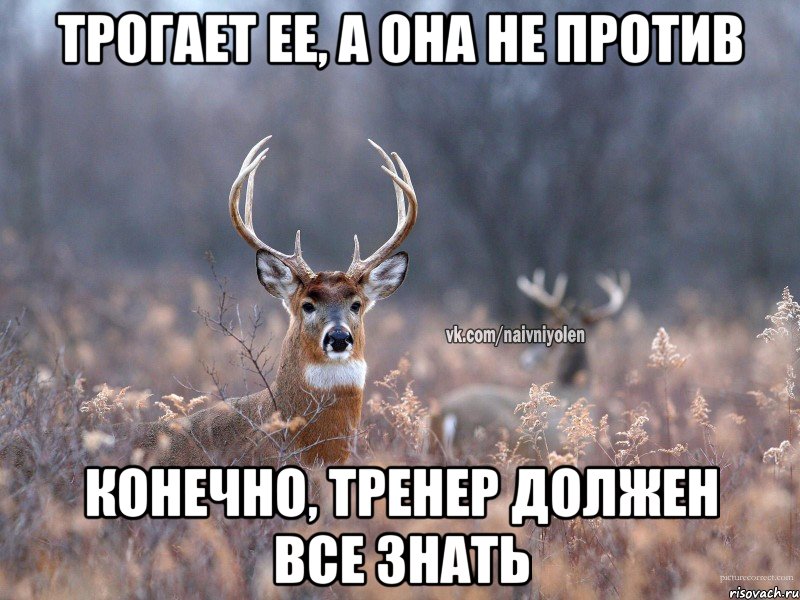 трогает ее, а она не против Конечно, тренер должен все знать, Мем   Наивный олень