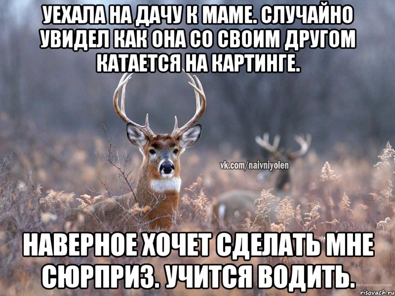 Уехала на дачу к маме. Случайно увидел как она со своим другом катается на картинге. Наверное хочет сделать мне сюрприз. Учится водить., Мем   Наивный олень