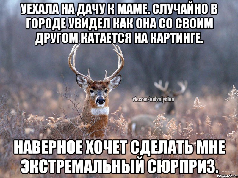 Уехала на дачу к маме. Случайно в городе увидел как она со своим другом катается на картинге. Наверное хочет сделать мне экстремальный сюрприз., Мем   Наивный олень