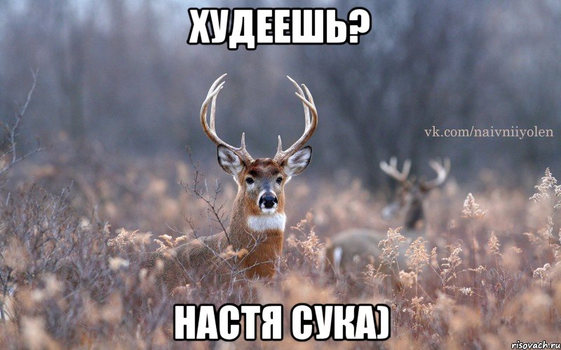 худеешь? настя сука), Мем   Наивный олень