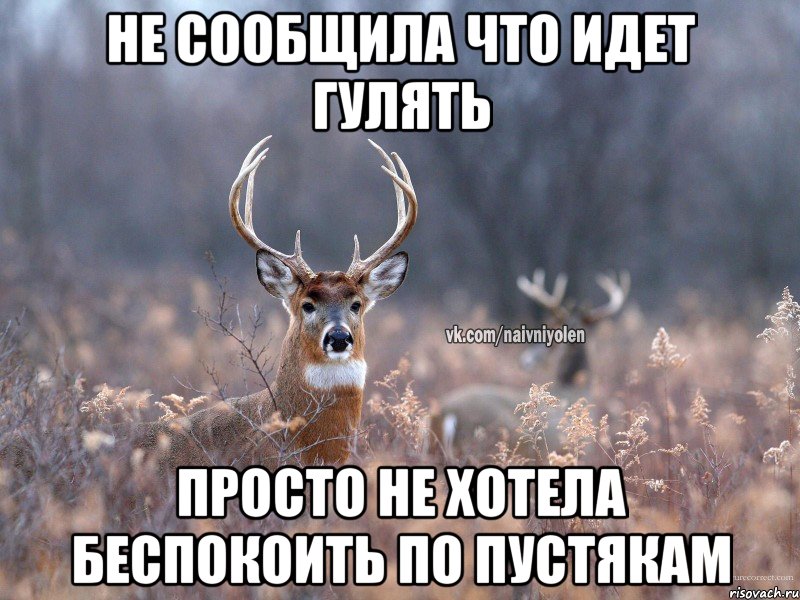 не сообщила что идет гулять просто не хотела беспокоить по пустякам, Мем   Наивный олень