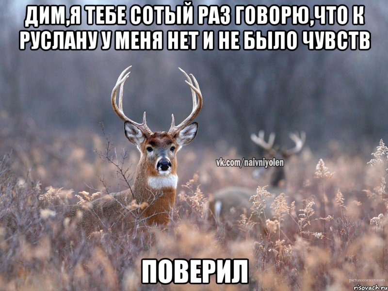 Дим,я тебе сотый раз говорю,что к Руслану у меня нет и не было чувств Поверил, Мем   Наивный олень