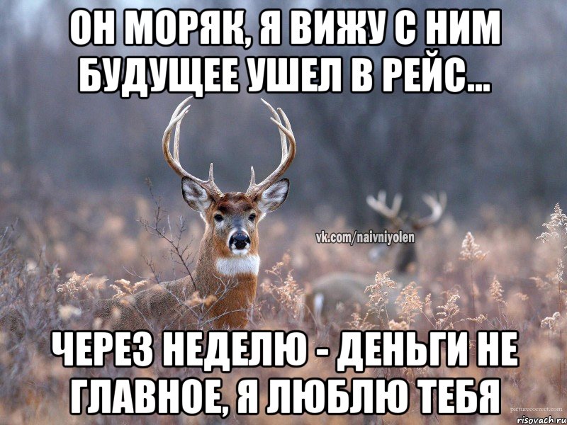 Он моряк, я вижу с ним будущее Ушел в рейс... Через неделю - Деньги не главное, я люблю тебя, Мем   Наивный олень